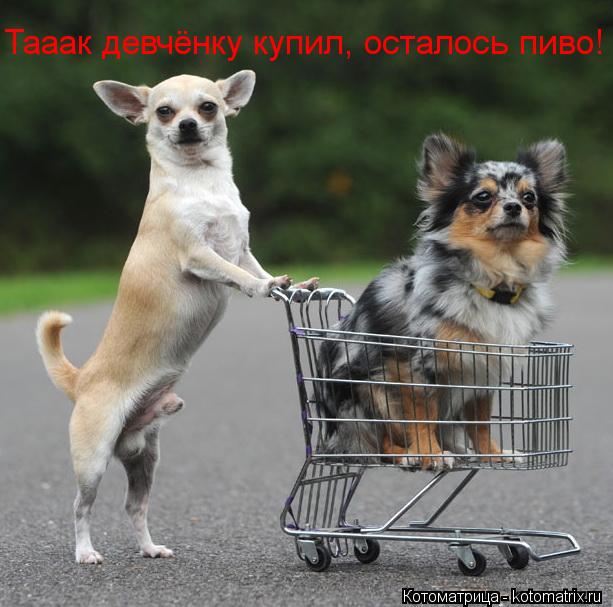 Тааак девчёнку купил, осталось пиво!... Котоматрица: Тааак девчёнку купил, осталось пиво!