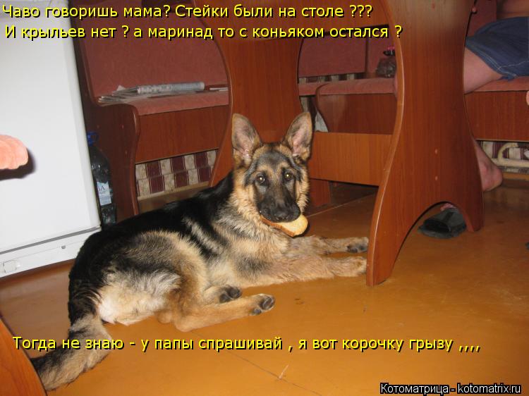 Котоматрица: Чаво говоришь мама? Стейки были на столе ??? И крыльев нет ? а маринад то с коньяком остался ? Тогда не знаю - у папы спрашивай , я вот корочку гр