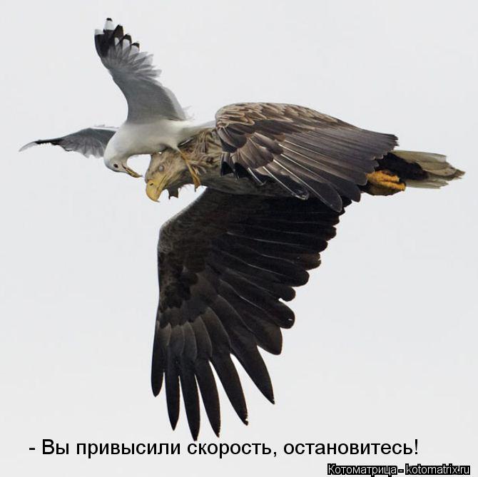 Котоматрица: - Вы привысили скорость, остановитесь!