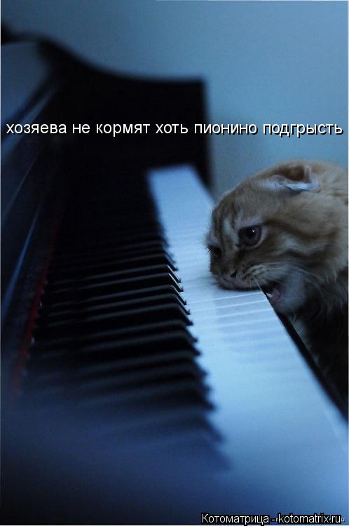 хозяева не кормят хоть пионино подгрысть... Котоматрица: хозяева не кормят хоть пионино подгрысть