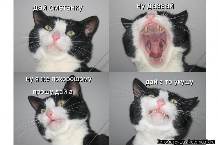 Котоматрица: дай сметанку ну даааай ну я же похорошому прошу дай а дай а то укушу