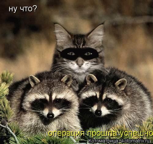 Котоматрица: ну что? операция прошла успешно