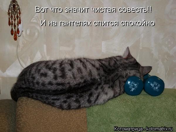 Котоматрица: Вот что значит чистая совесть!!  И на гантелях спится спокойно