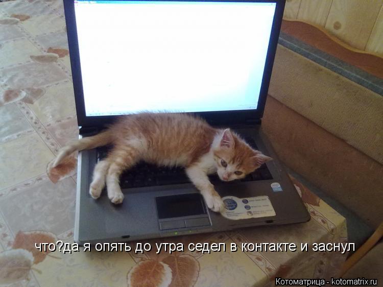 Котоматрица: что?да я опять до утра седел в контакте и заснул