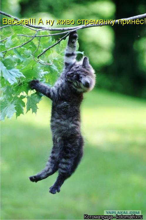 Котоматрица: Васька!!! А ну живо стремянку принёс!!