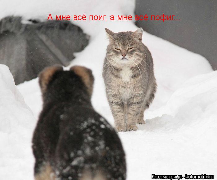 А мне всё поиг, а мне всё пофиг...... Котоматрица: А мне всё поиг, а мне всё пофиг...