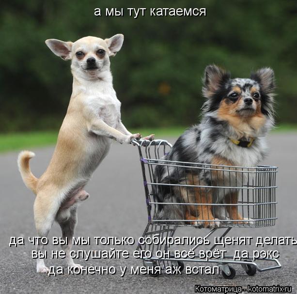 Котоматрица: а мы тут катаемся  да что вы мы только собирались щенят делать и тут вы вы не слушайте его он всё врёт  да рэкс да конечно у меня аж встал