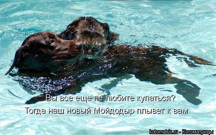 Вы все еще не любите купаться? Тогда наш новый Мойдодыр плывет к вам... Котоматрица: Вы все еще не любите купаться? Тогда наш новый Мойдодыр плывет к вам