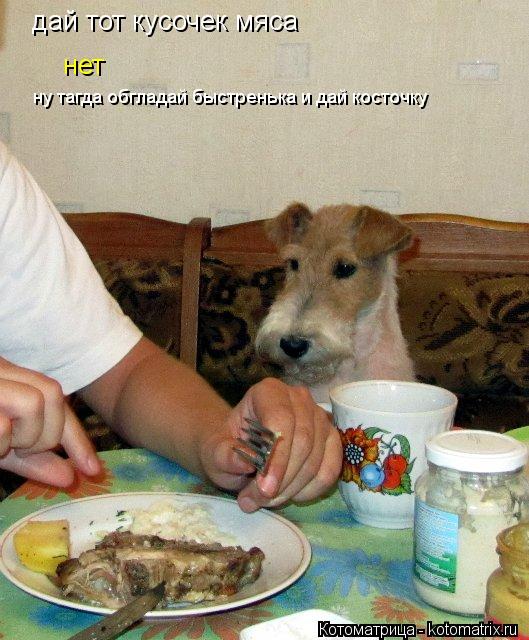 Котоматрица: дай тот кусочек мяса нет ну тагда обгладай быстренька и дай косточку