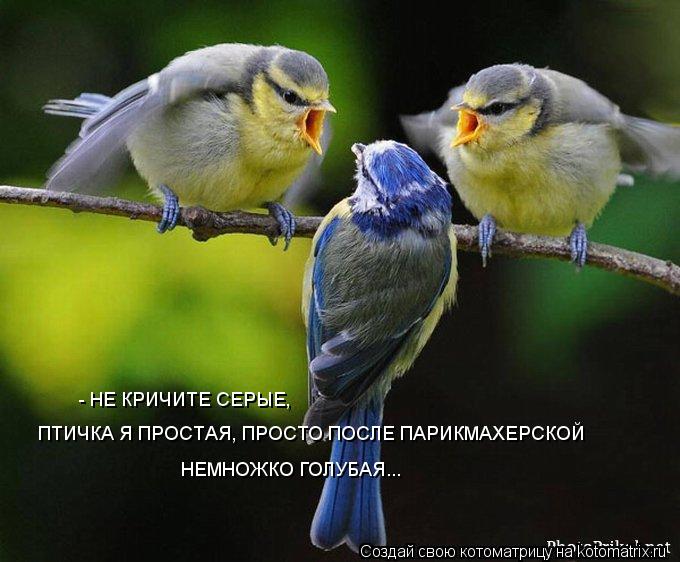 Котоматрица: - НЕ КРИЧИТЕ СЕРЫЕ, ПТИЧКА Я ПРОСТАЯ, ПРОСТО ПОСЛЕ ПАРИКМАХЕРСКОЙ НЕМНОЖКО ГОЛУБАЯ...
