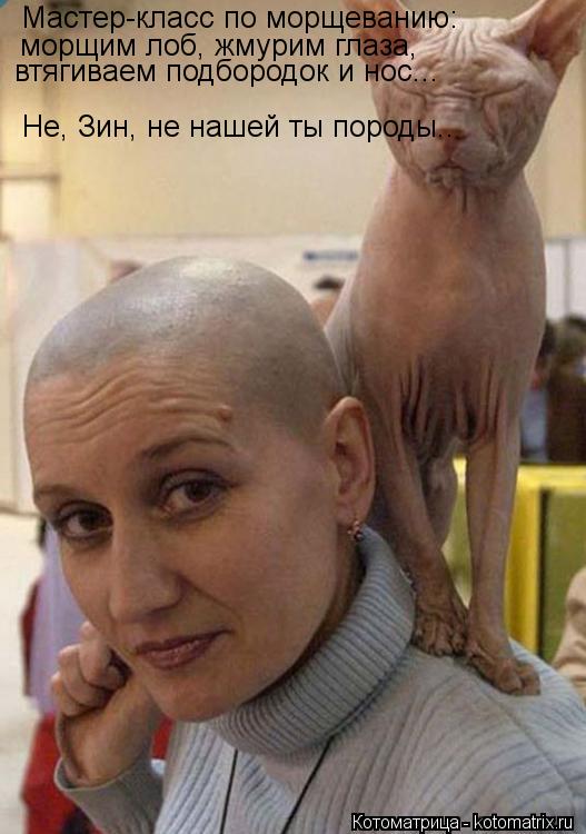 Котоматрица: Мастер-класс по морщеванию: морщим лоб, жмурим глаза, втягиваем подбородок и нос... Не, Зин, не нашей ты породы..