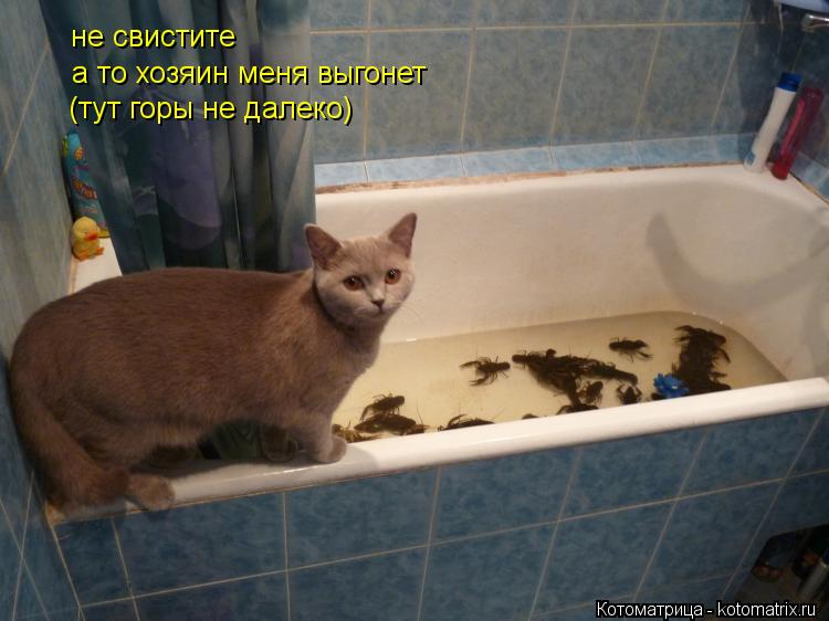 Котоматрица: не свистите  а то хозяин меня выгонет  (тут горы не далеко)