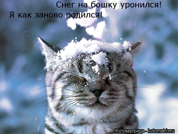 Снег на бошку уронился! Я как заново родился!... Котоматрица: Снег на бошку уронился! Я как заново родился!
