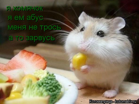 Котоматрица: я хомячок  я ем абус меня не трось а то зарвусь