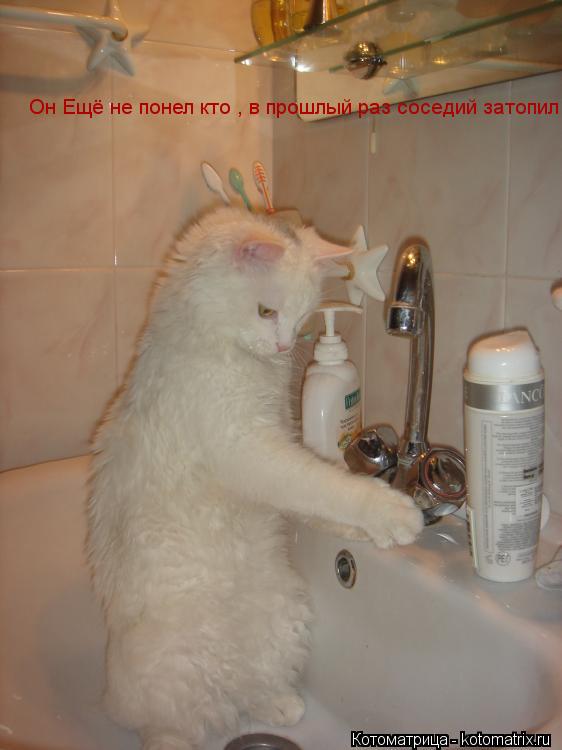 Котоматрица: Он Ещё не понел кто , в прошлый раз соседий затопил