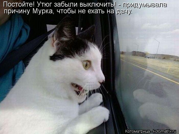 Котоматрица: Постойте! Утюг забыли выключить! - придумывала  причину Мурка, чтобы не ехать на дачу.