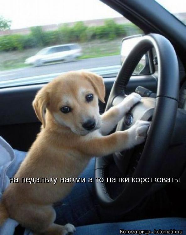 Котоматрица: на педальку нажми а то лапки коротковаты