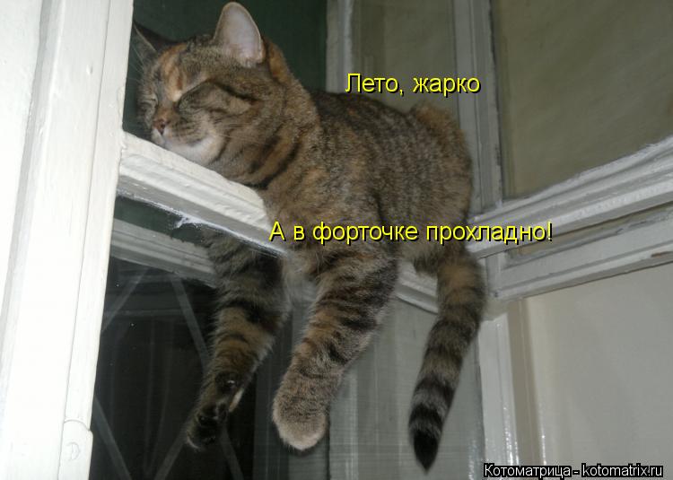 Котоматрица: Лето, жарко А в форточке прохладно!