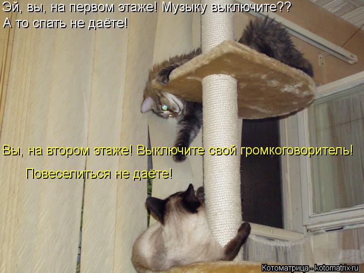 Котоматрица: Эй, вы, на первом этаже! Музыку выключите?? А то спать не даёте! Вы, на втором этаже! Выключите свой громкоговоритель!  Повеселиться не даёте!