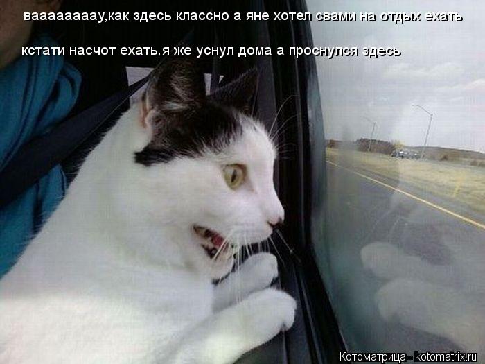 Котоматрица: ваааааааау,как здесь классно а яне хотел свами на отдых ехать кстати насчот ехать я же уснул дома а проснулся здесь ,