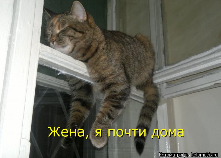 Котоматрица: Жена, я почти дома