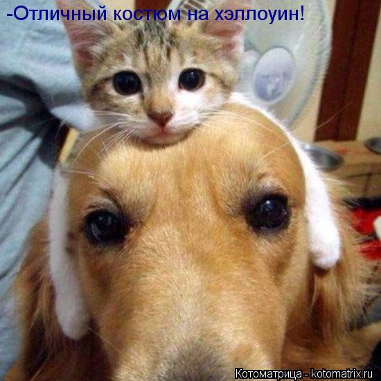 -Отличный костюм на хэллоуин!... Котоматрица: -Отличный костюм на хэллоуин!