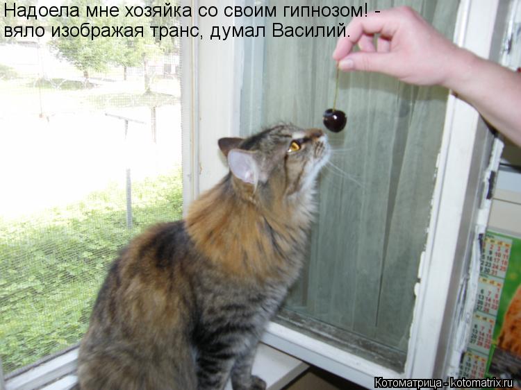 Котоматрица: Надоела мне хозяйка со своим гипнозом! - вяло изображая транс, думал Василий.