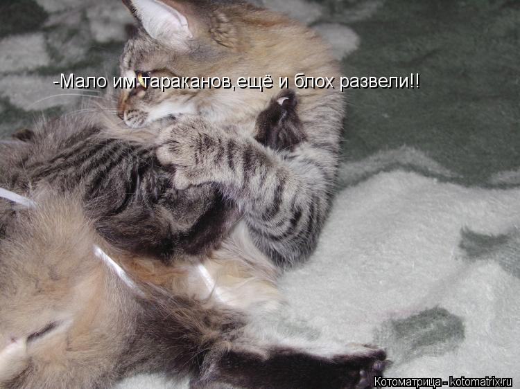Котоматрица: -Мало им тараканов,ещё и блох развели!!