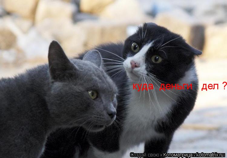 Котоматрица: куда  деньги   дел ?