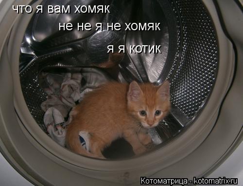 Котоматрица: что я вам хомяк  не не я не хомяк я я котик