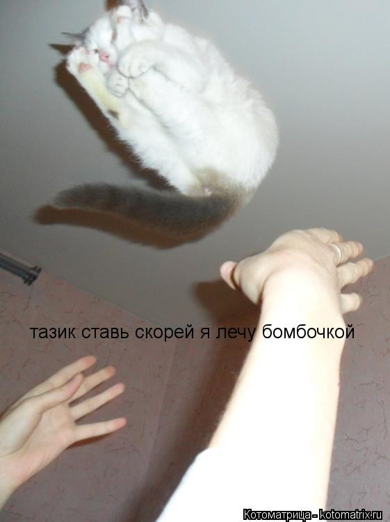 Котоматрица: тазик ставь скорей я лечу бомбочкой