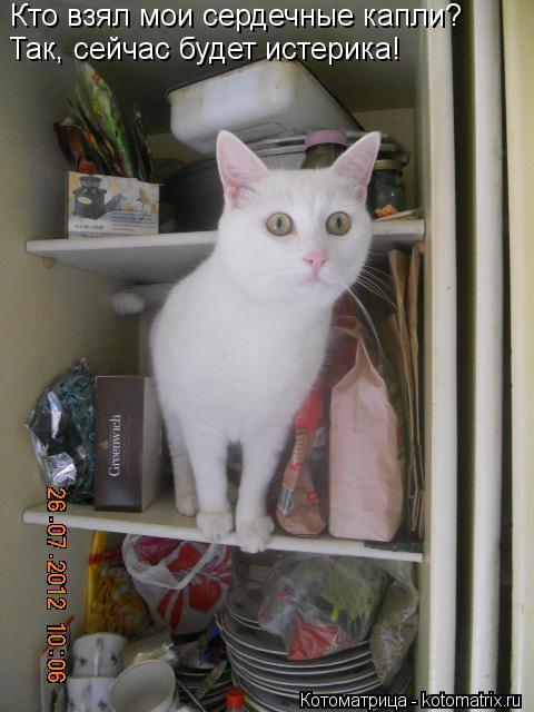 Котоматрица: Кто взял мои сердечные капли? Так, сейчас будет истерика!