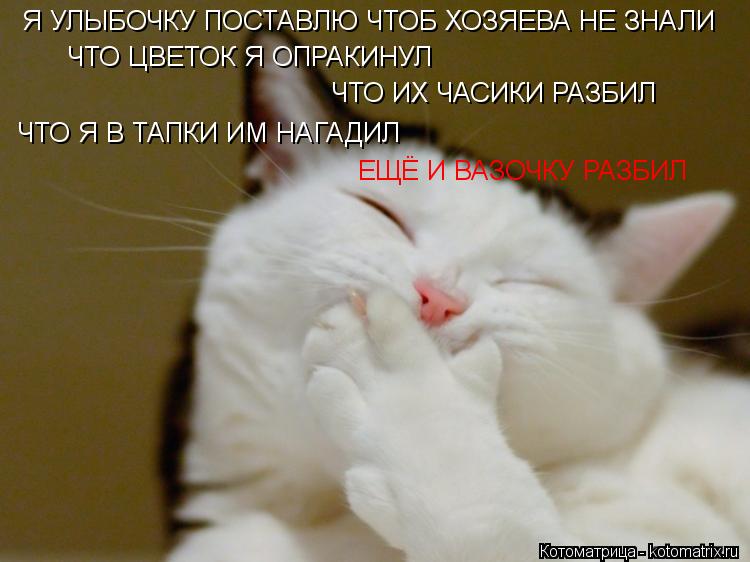Котоматрица: Я УЛЫБОЧКУ ПОСТАВЛЮ ЧТОБ ХОЗЯЕВА НЕ ЗНАЛИ ЧТО ЦВЕТОК Я ОПРАКИНУЛ  ЧТО ИХ ЧАСИКИ РАЗБИЛ ЧТО Я В ТАПКИ ИМ НАГАДИЛ  ЕЩЁ И ВАЗОЧКУ РАЗБИЛ