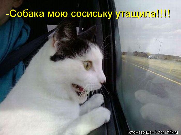 Котоматрица: -Собака мою сосиську утащила!!!!