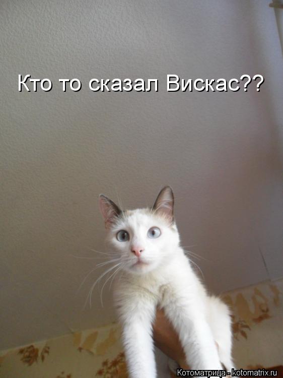 Кто то сказал Вискас??... Котоматрица: Кто то сказал Вискас??