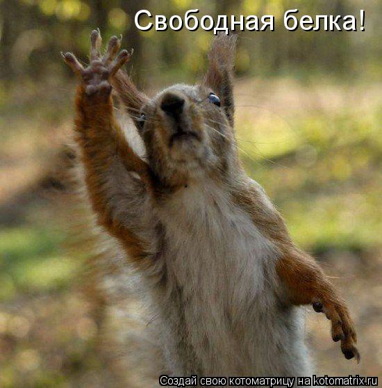 Свободная белка!... Котоматрица: Свободная белка!