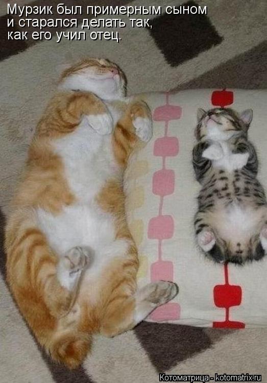 Котоматрица: Мурзик был примерным сыном  и старался делать так,  как его учил отец.