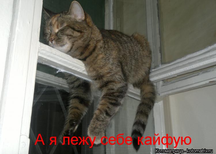 Котоматрица: А я лежу себе кайфую