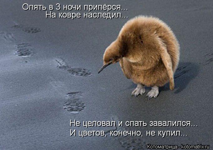 Опять в 3 ночи припёрся... На ковре наследил... Не целовал и спать завалился... И цветов, конечно, не... Котоматрица: Опять в 3 ночи припёрся... На ковре наследил... Не целовал и спать завалился... И цветов, конечно, не купил...