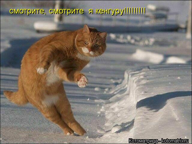 Котоматрица: смотрите, смотрите  я кенгуру!!!!!!!!!