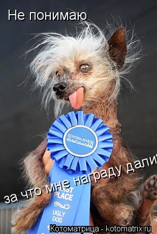 Котоматрица: Не понимаю за что мне награду дали?