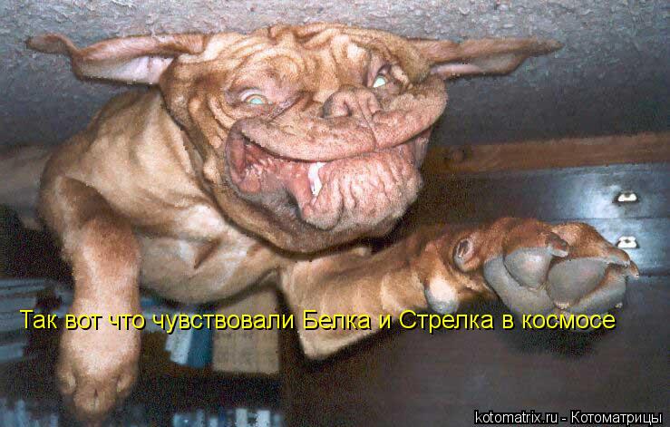 Так вот что чувствовали Белка и Стрелка в космосе... Котоматрица: Так вот что чувствовали Белка и Стрелка в космосе