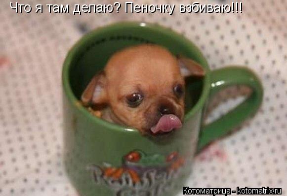 Котоматрица: Что я там делаю? Пеночку взбиваю!!!
