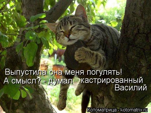 Котоматрица: Выпустила она меня погулять!  А смысл? - думал  кастрированный Василий
