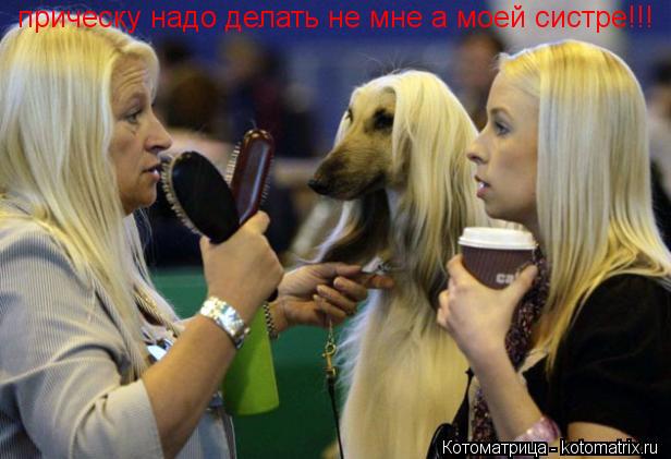 Котоматрица: прическу надо делать не мне а моей систре!!!