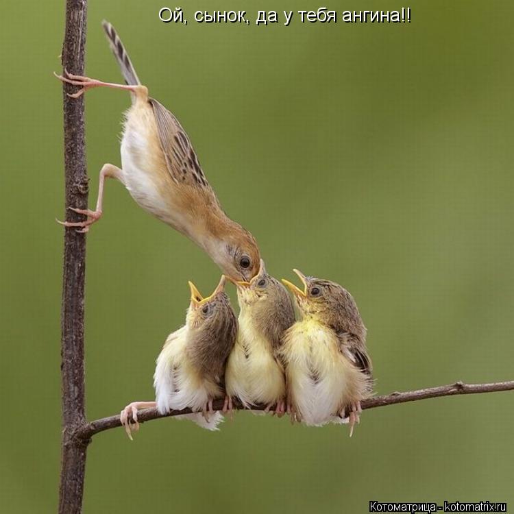 Котоматрица: Ой, сынок, да у тебя ангина!!
