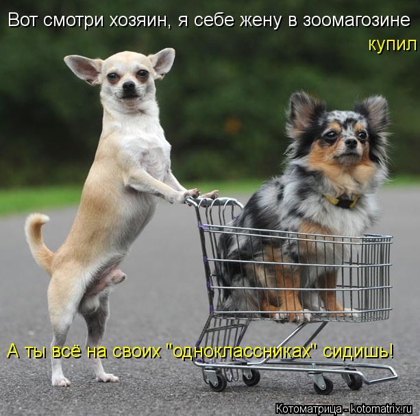 Котоматрица: Вот смотри хозяин, я себе жену в зоомагозине купил А ты всё на своих "одноклассниках" сидишь!