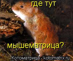 Котоматрица: где тут  мышематрица?