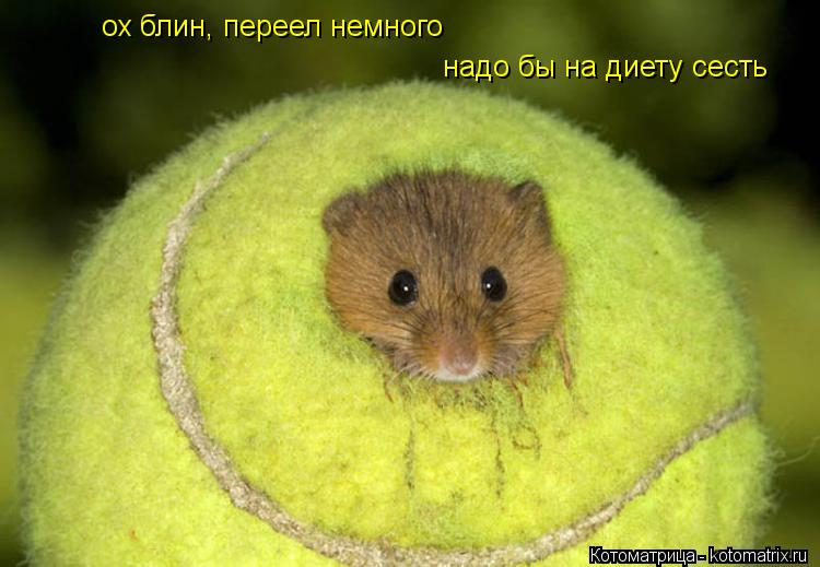 ох блин, переел немного надо бы на диету сесть... Котоматрица: ох блин, переел немного надо бы на диету сесть