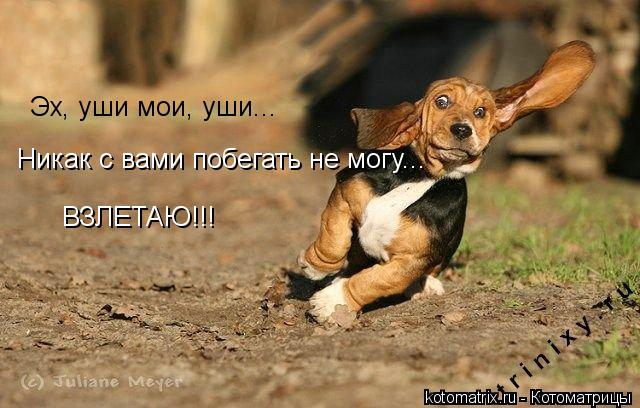Котоматрица: Эх, уши мои, уши... Никак с вами побегать не могу... ВЗЛЕТАЮ!!!